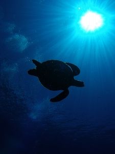 カルチャースクールの情報・感想! カルチャースクールの情報・感想!