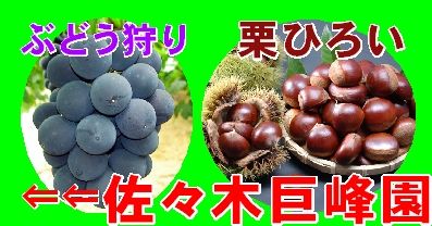 佐々木巨峰園 佐々木巨峰園